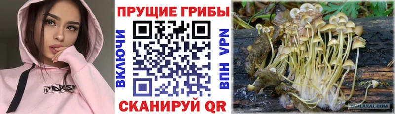 blacksprut вход наркошоп Гусев Галлюциногенные грибы ЛСД
